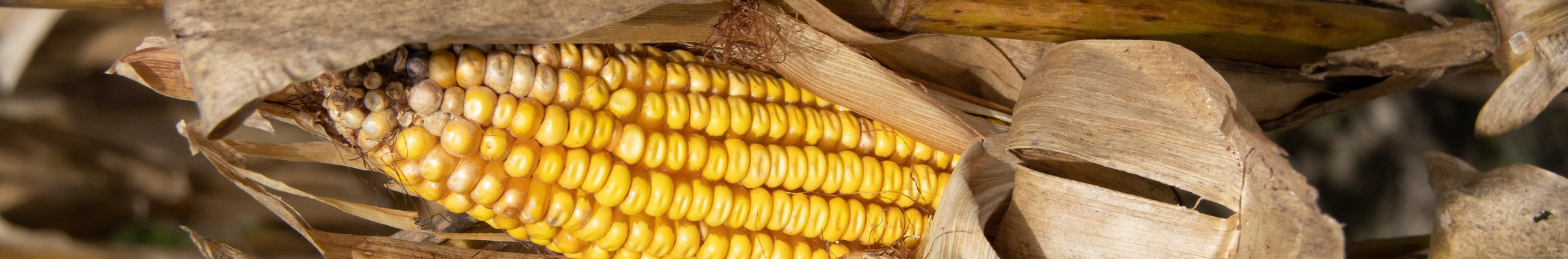 Climate Change on Maize Production Programme